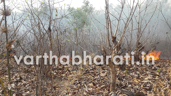 ಮುಂಡಗೋಡ: ಅಕೇಶಿಯಾ ನಡುತೋಪಿಗೆ ಬೆಂಕಿ